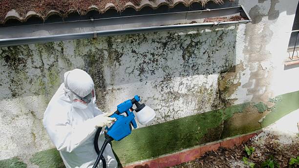 Trusted Black Mold Removal service in Ashland, PA - Cheap Mold Removal